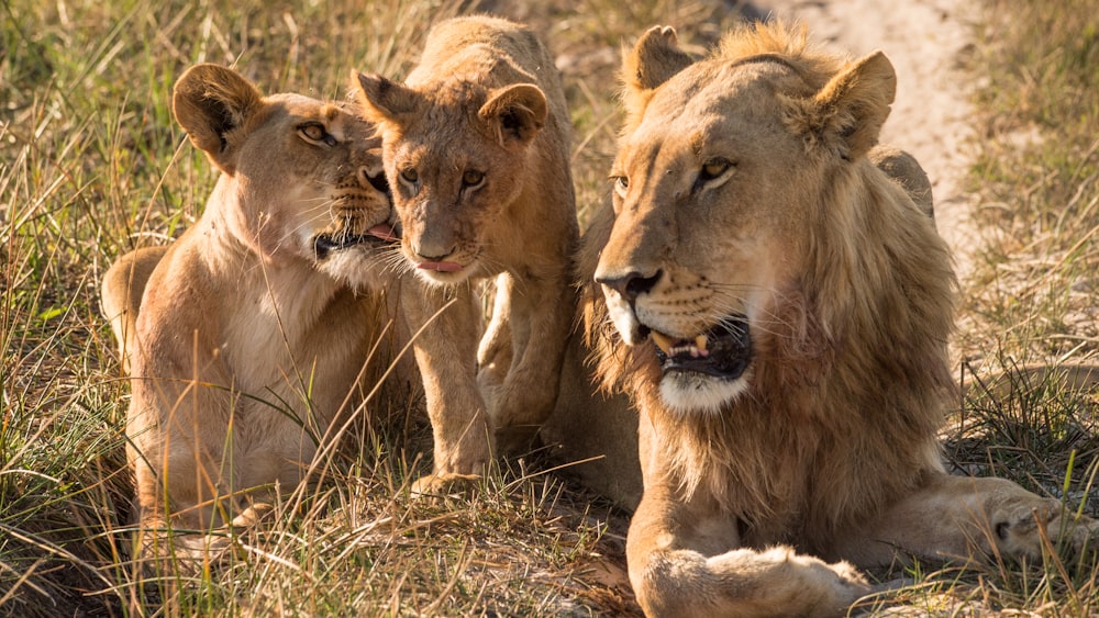 León marrón y leona en el campo de hierba marrón durante el día