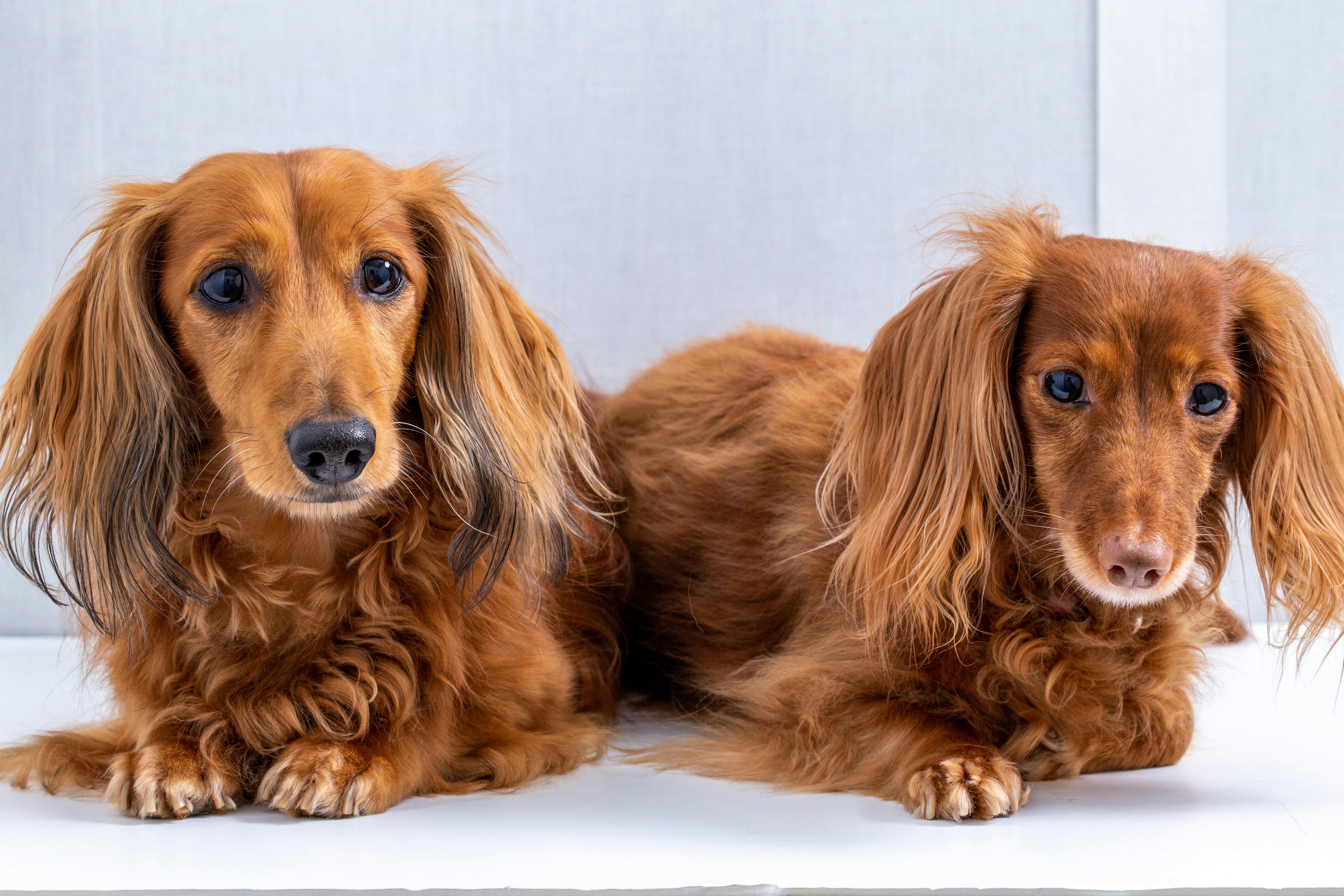 Brown Long Haired Dachshund Puppy Photo Free Image On Unsplash