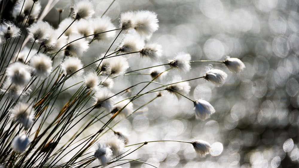 white dandelion in close up photography