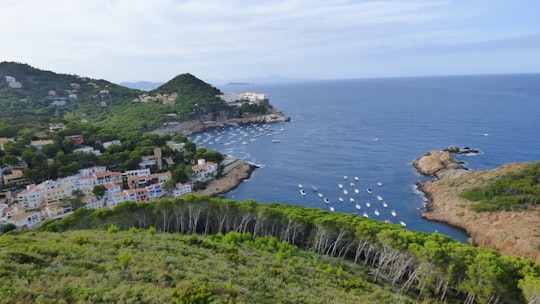 green trees near body of water during daytime in Montañas de Begur Spain