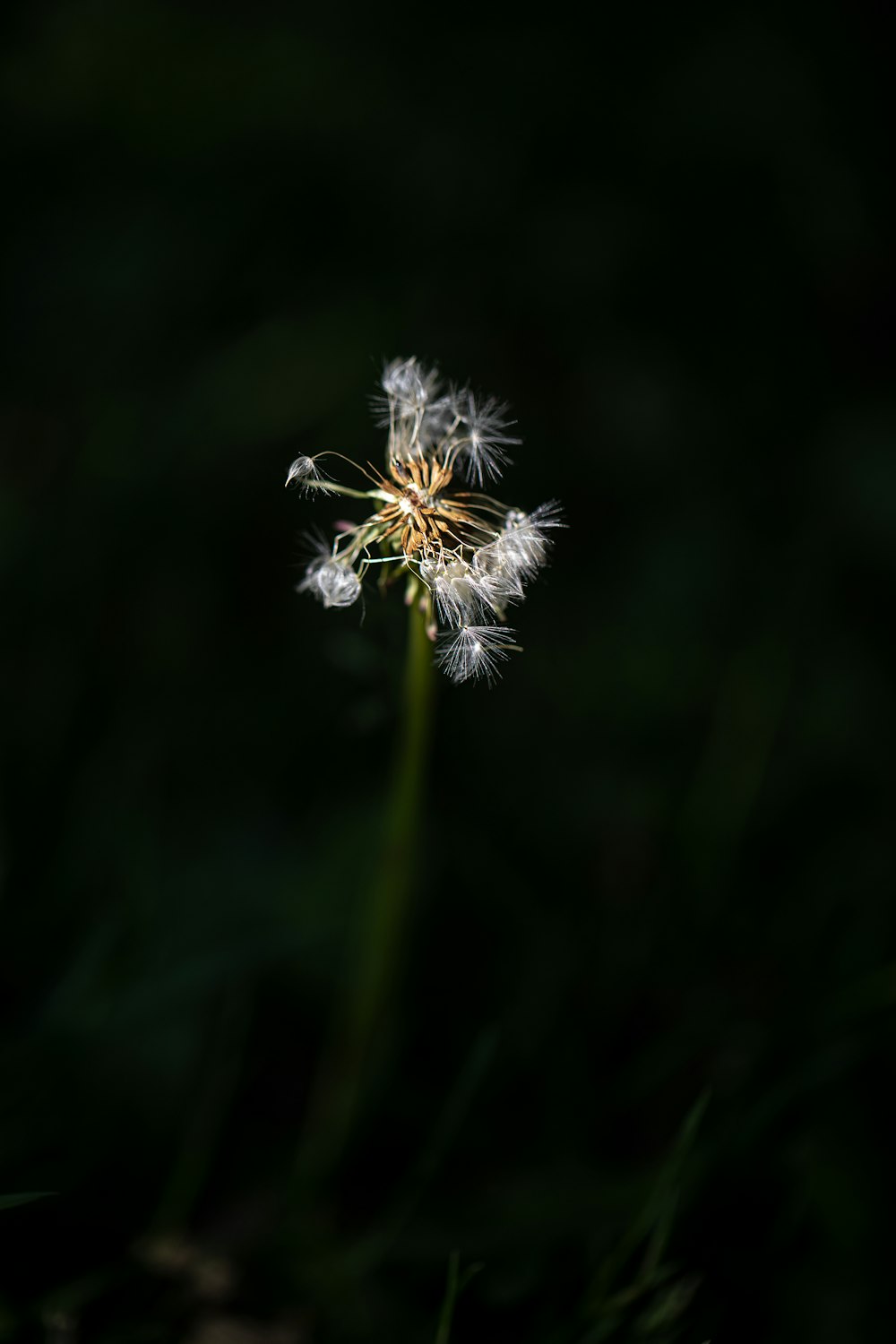 white flower in tilt shift lens