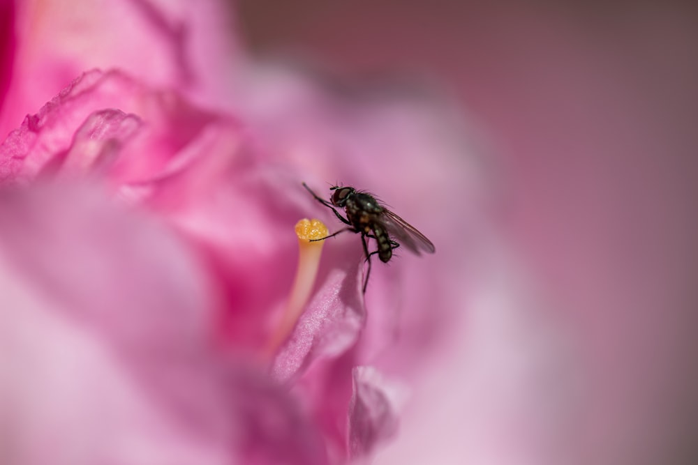 black fly perched on pink flower in close up photography