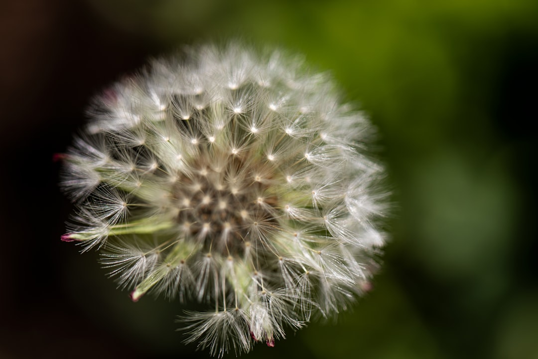 white dandelion in close up photography