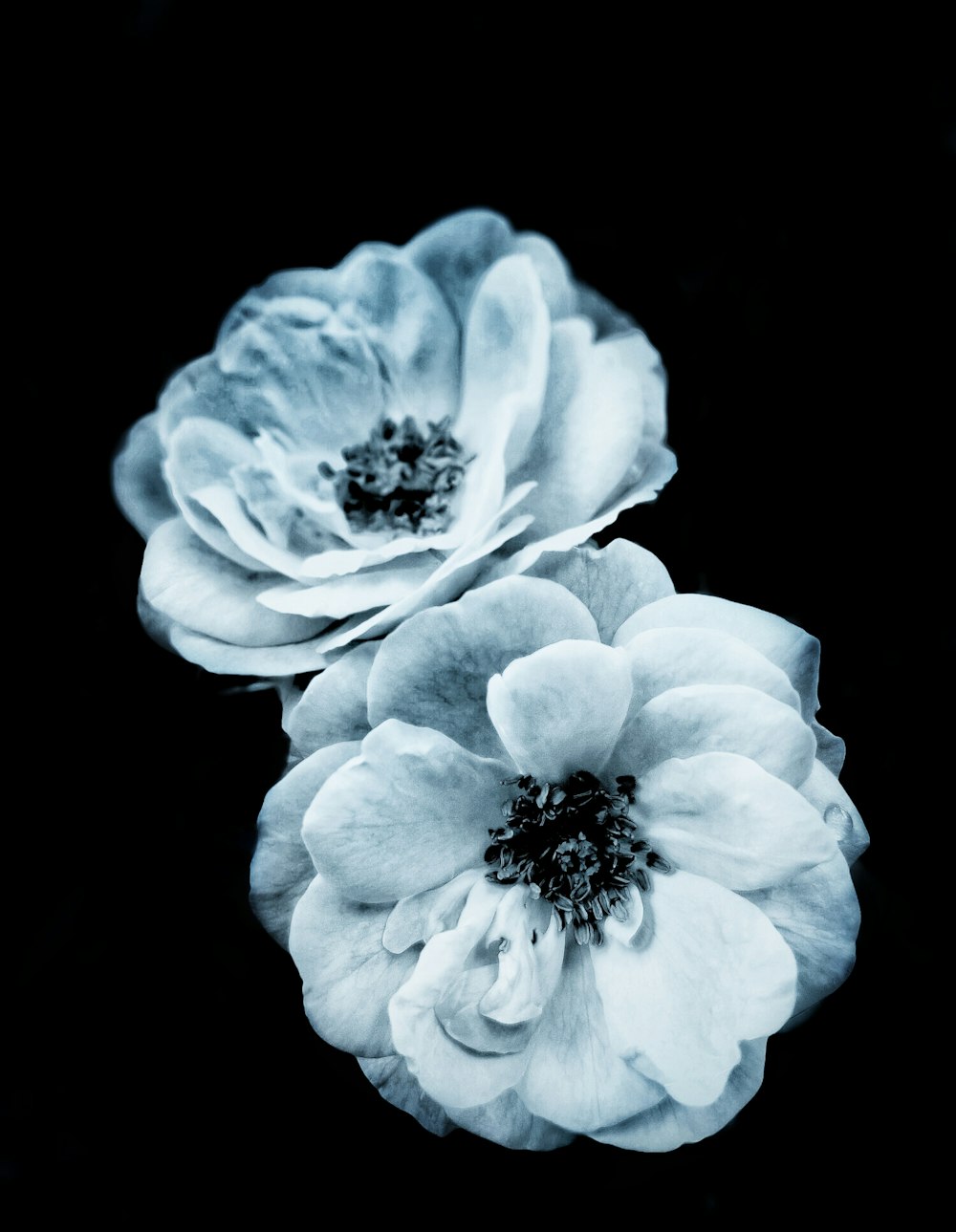 fleur blanche sur fond noir photo – Photo Bleu Gratuite sur Unsplash