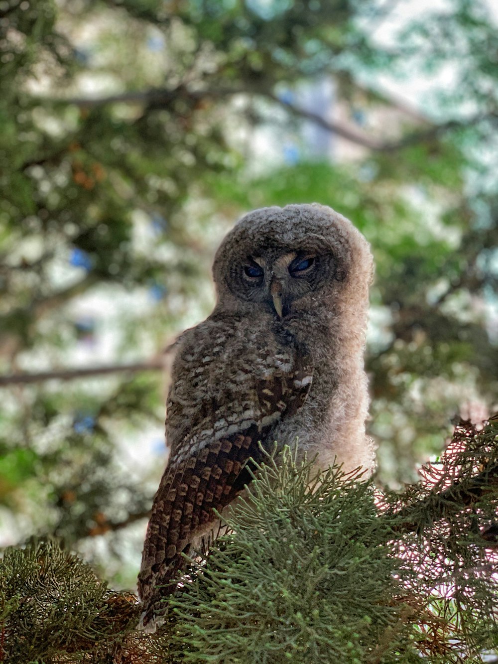 brown owl perched on tree branch during daytime