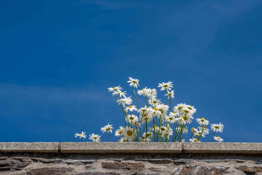 white flowers on brown concrete wall under blue sky during daytime