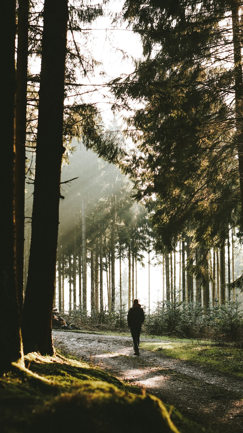 person in black jacket standing in the middle of the forest