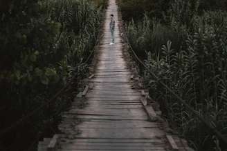 brown wooden bridge in the middle of green plants