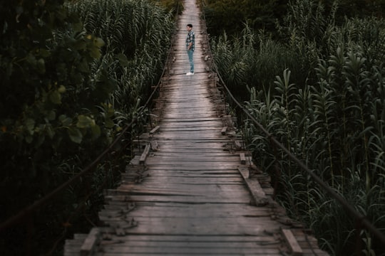 brown wooden bridge in the middle of green plants in Mazandaran Province Iran