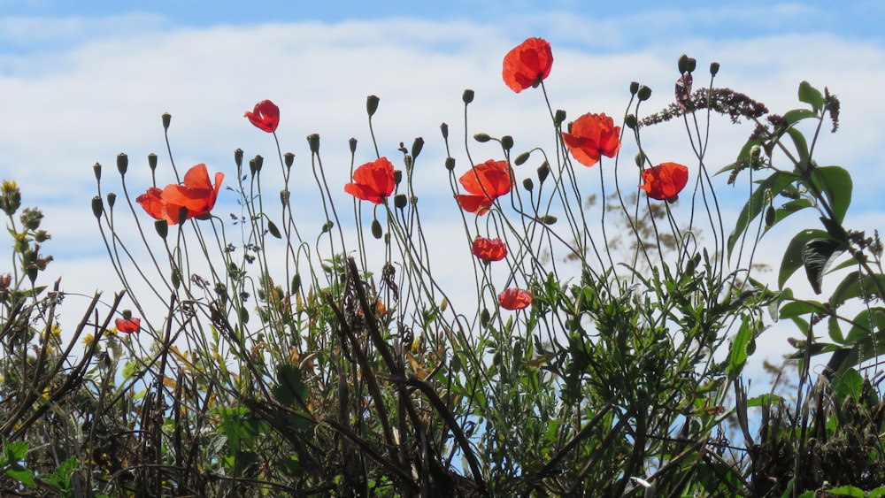 red flowers under blue sky during daytime