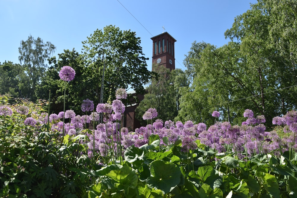 purple flowers and green leaves