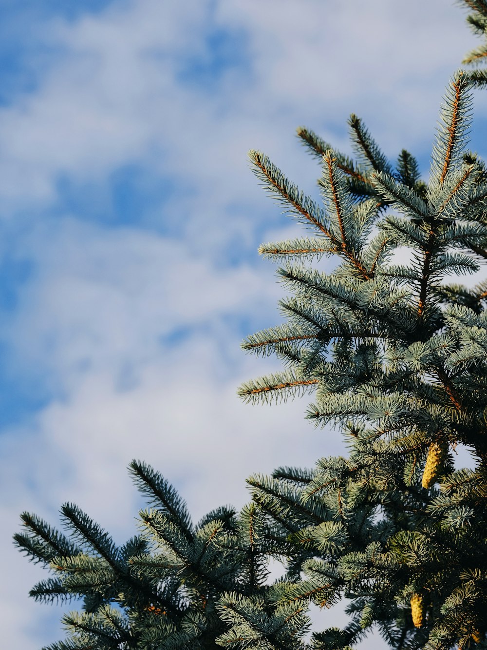 green pine tree under blue sky