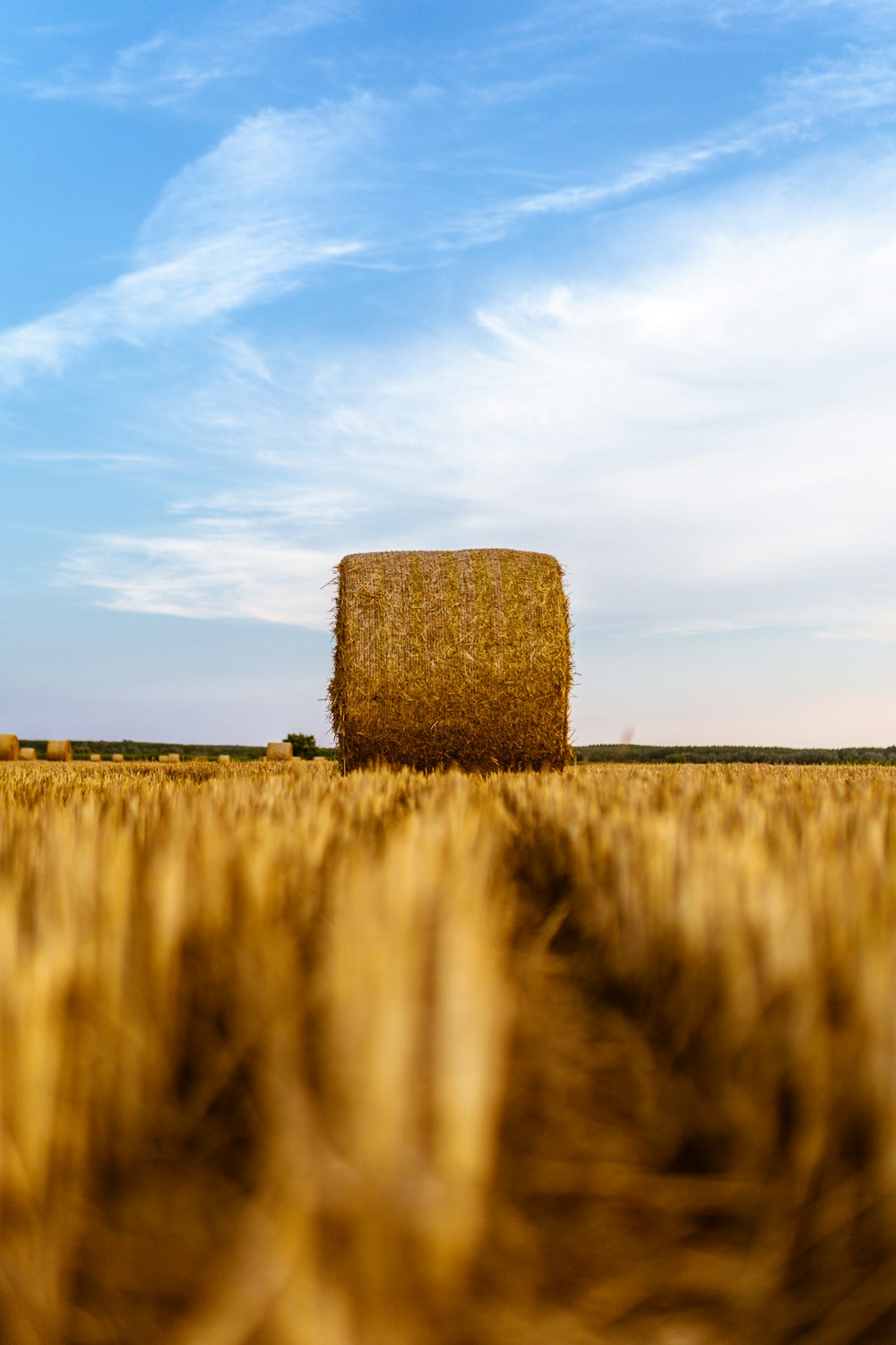 brown grass field under blue sky during daytime