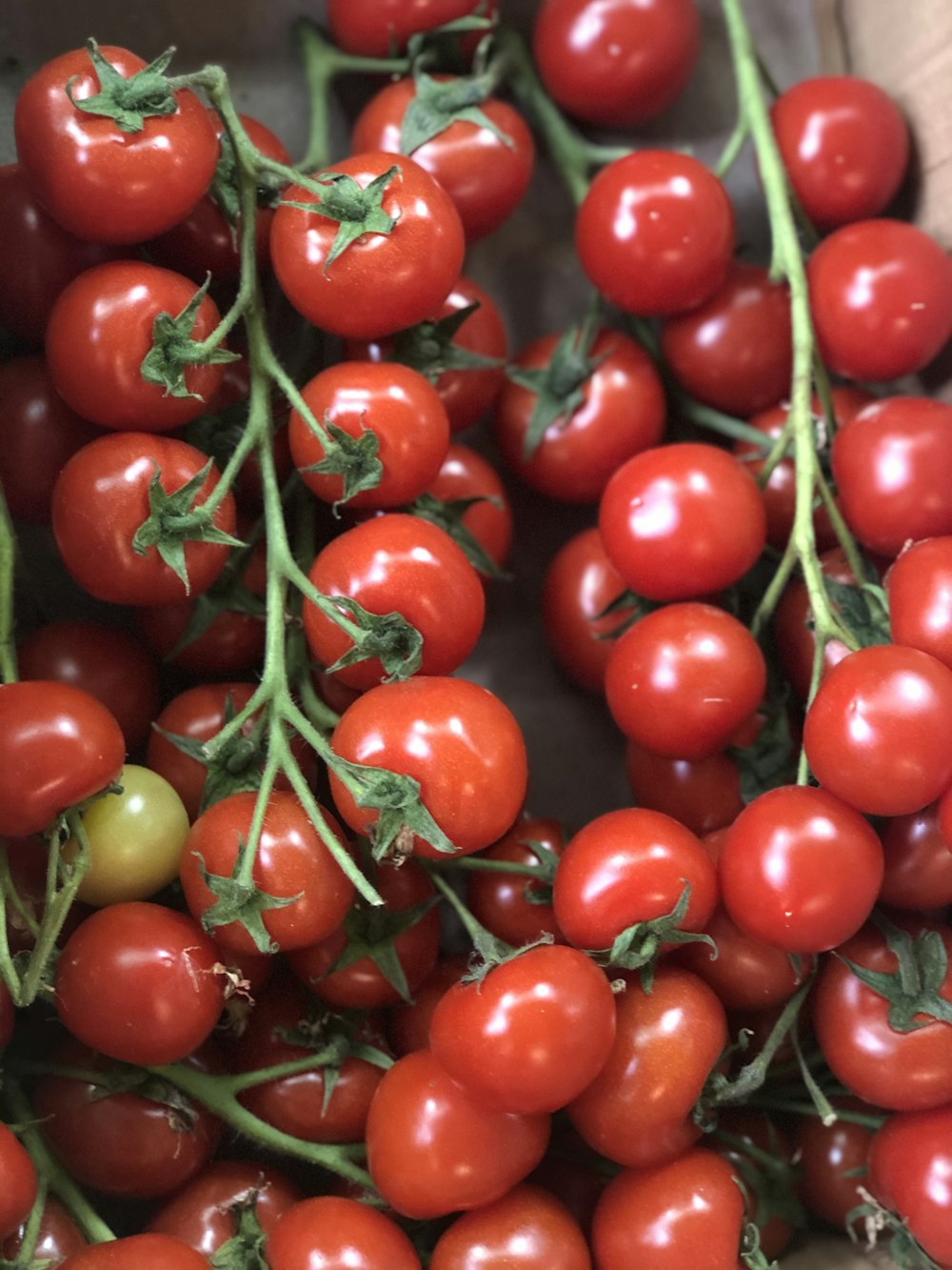 Ciliegia rossa su bastoncino marrone