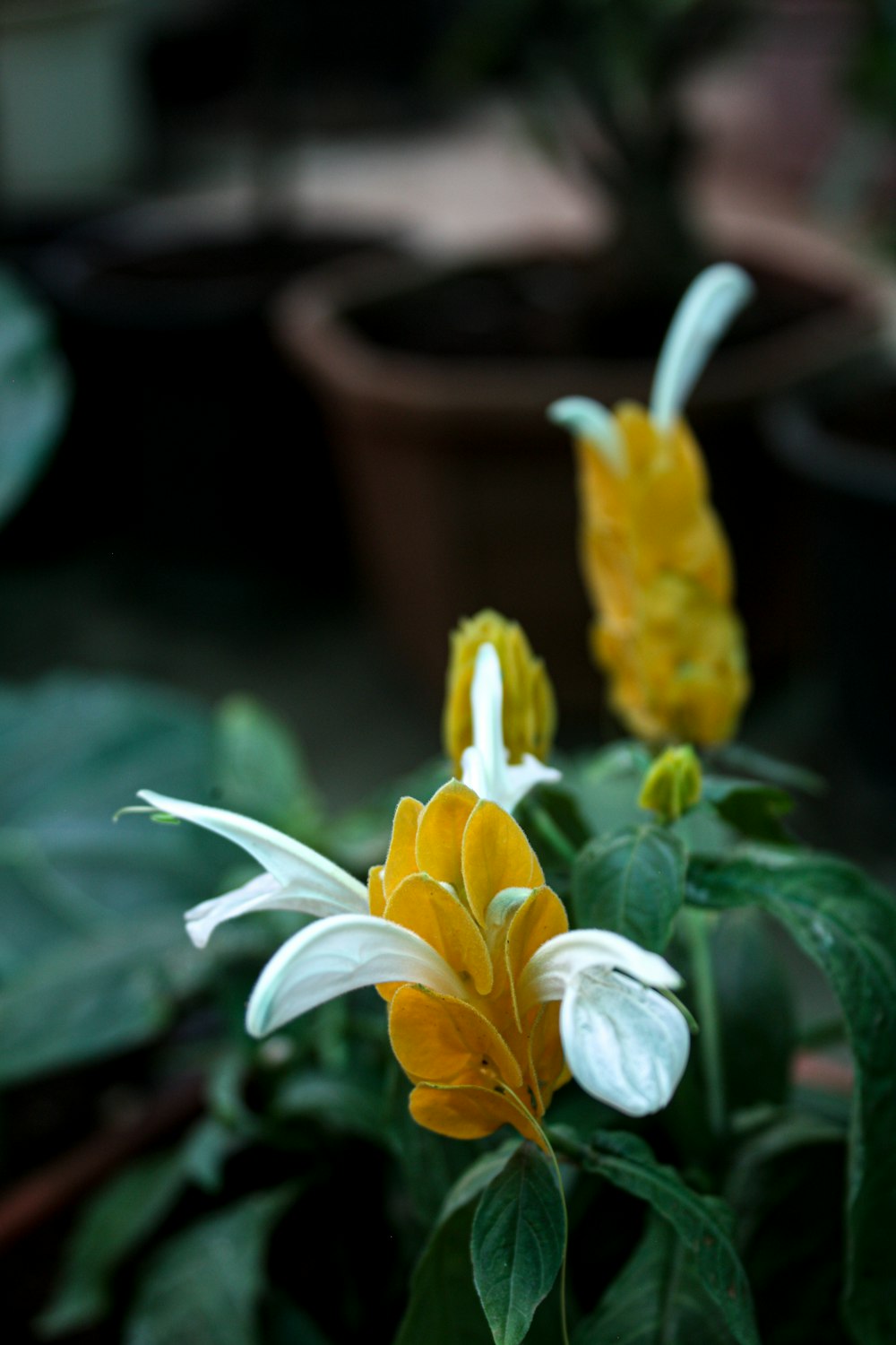 yellow and white flower in brown clay pot