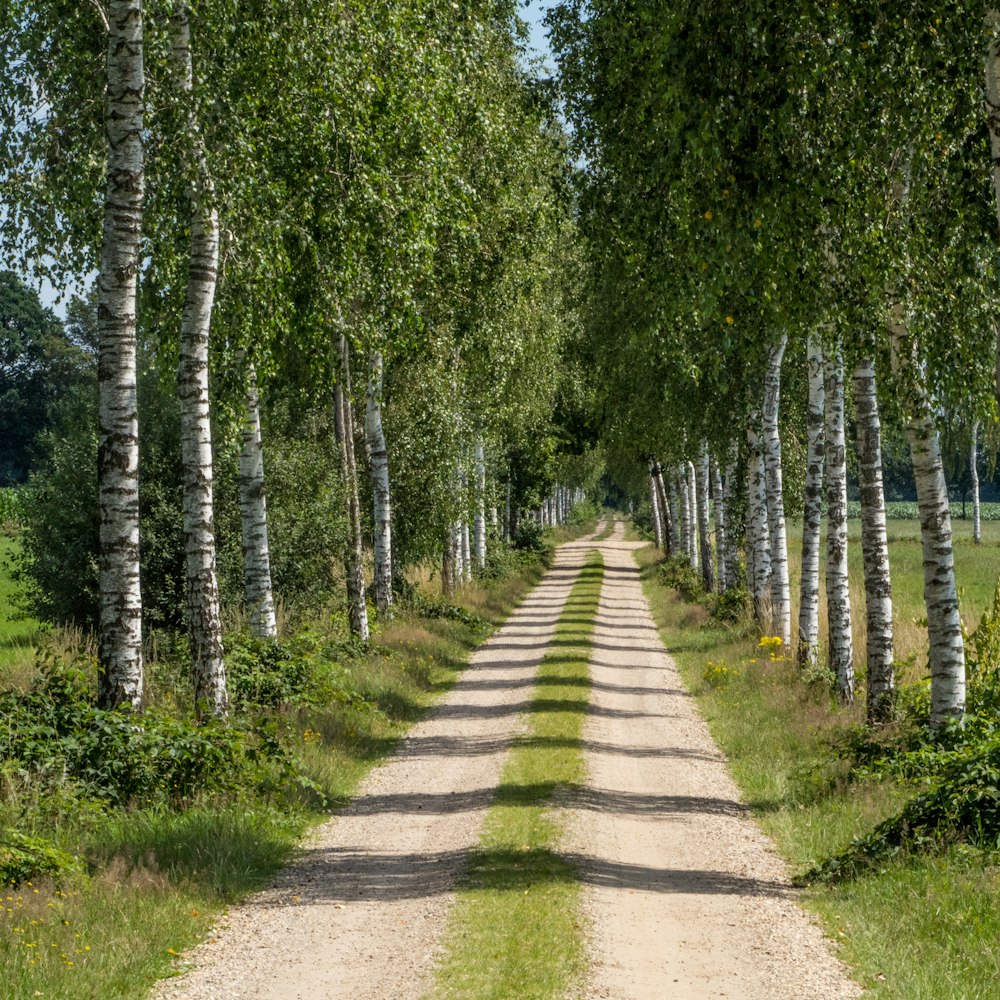 Sentiero tra gli alberi verdi durante il giorno