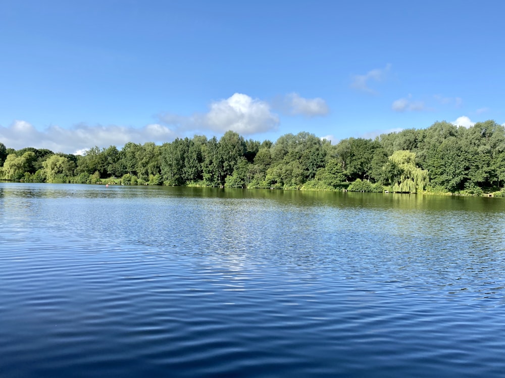 green trees beside body of water during daytime