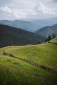 green grass field near green trees and mountains during daytime