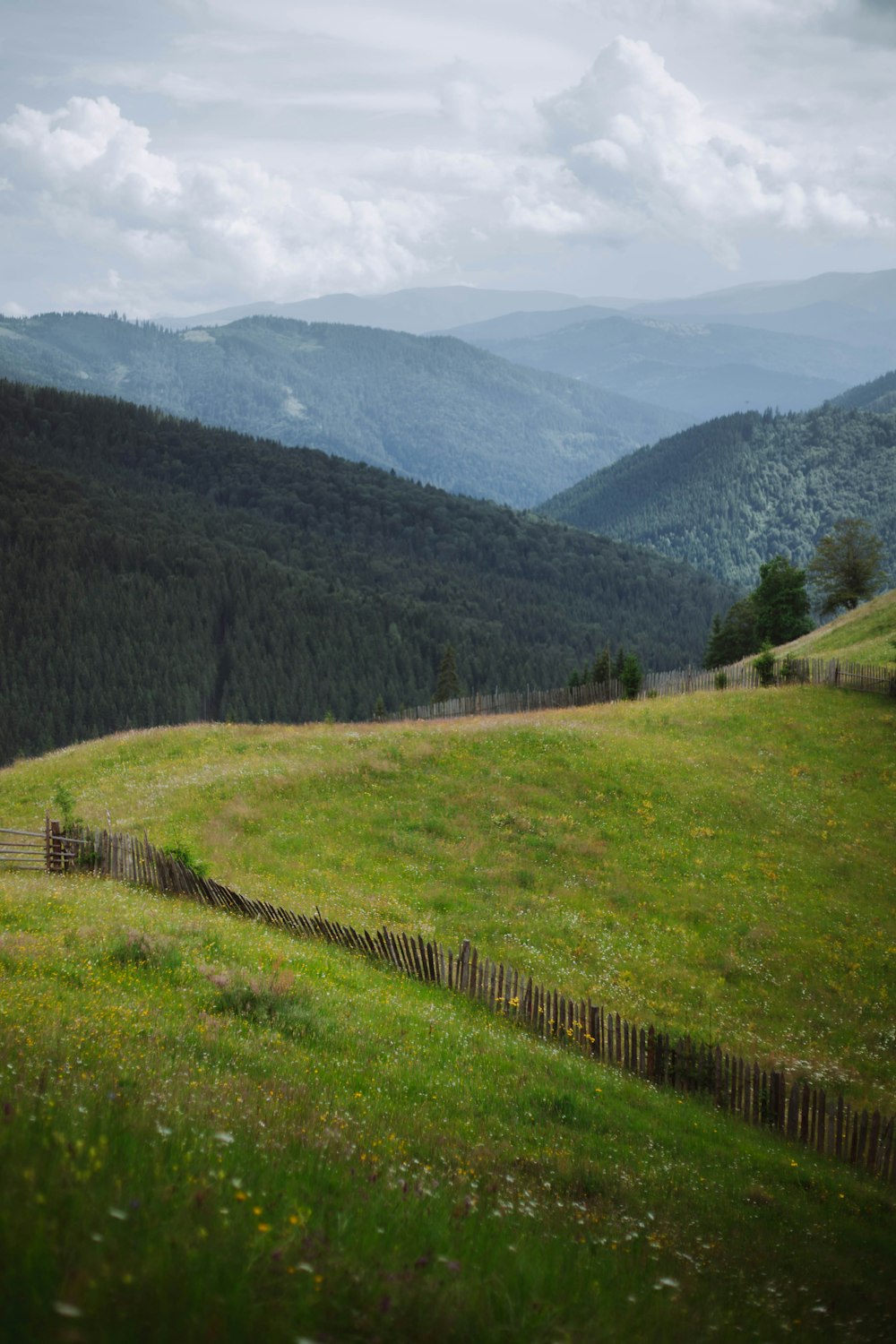 green grass field near green trees and mountains during daytime