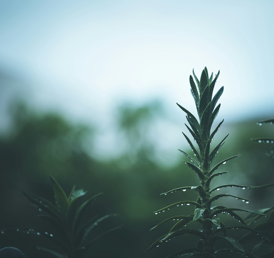 green plant in close up photography