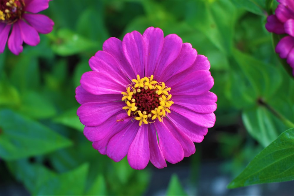 pink flower in tilt shift lens