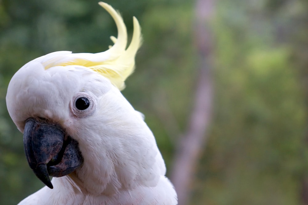 white bird on brown stick