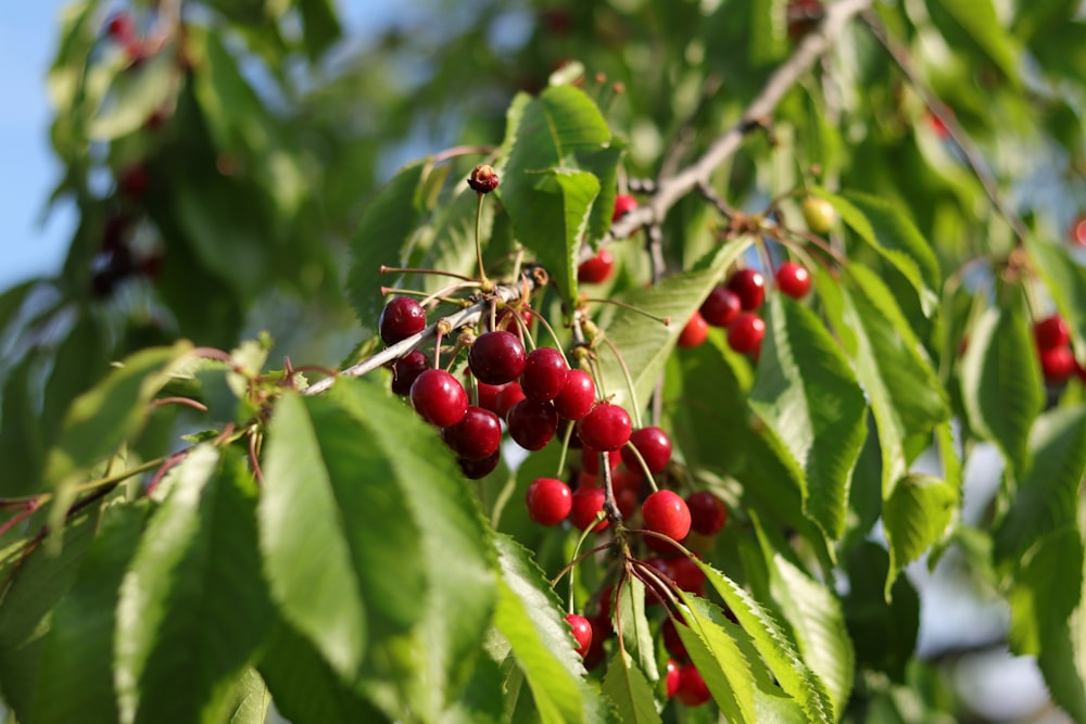 red round fruits on green leaves during daytime