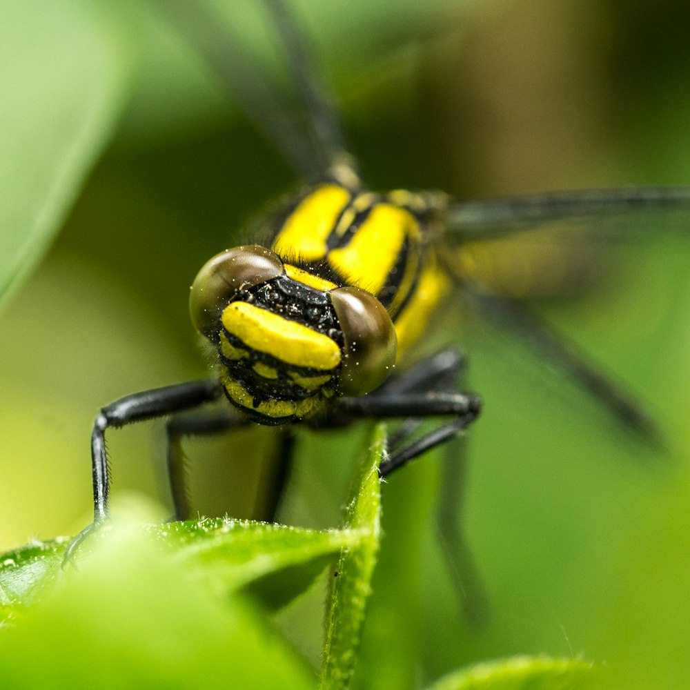 yellow and black insect on green leaf
