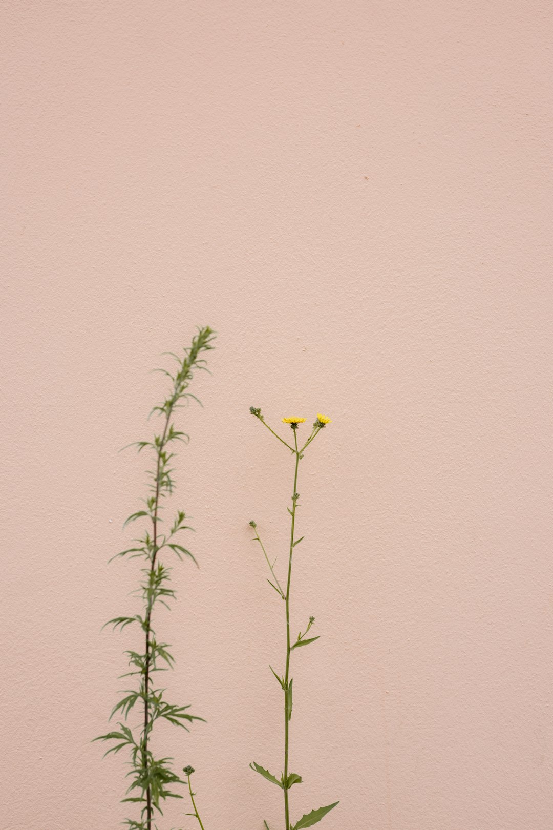 yellow flower with green leaves