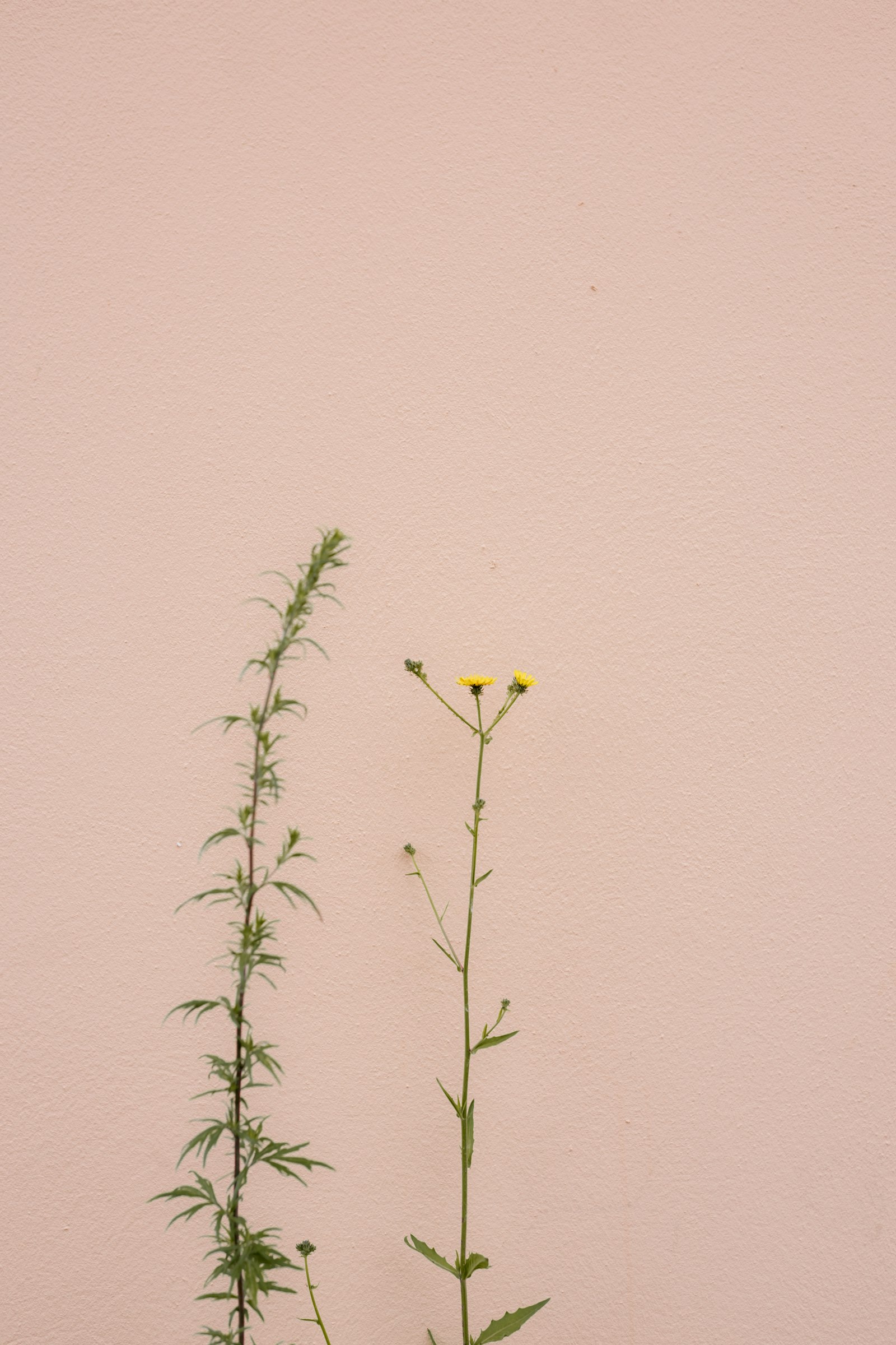 Sony a7 II + Sigma 35mm F1.4 DG HSM Art sample photo. Yellow flower with green photography