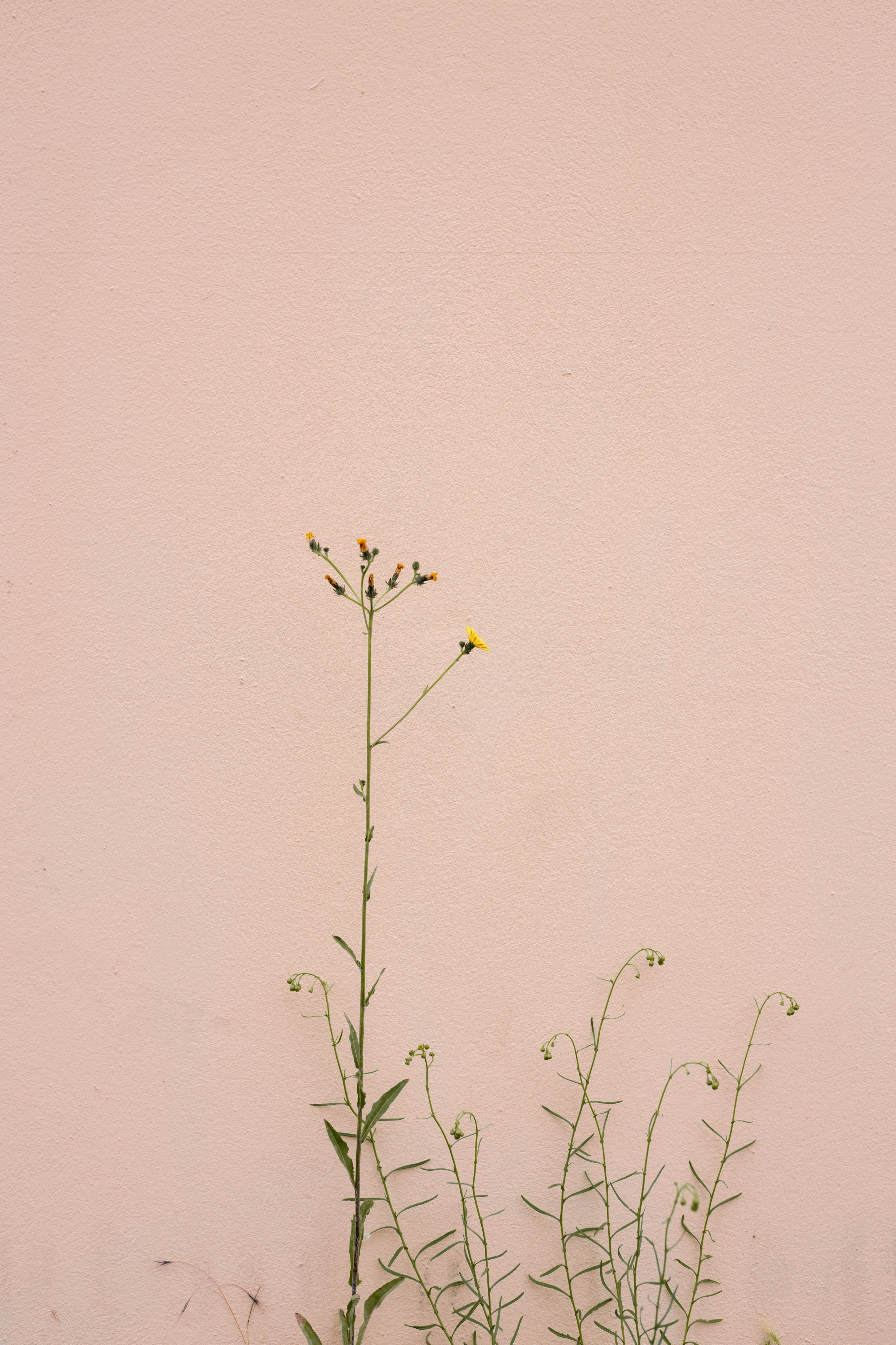yellow flower on brown wall