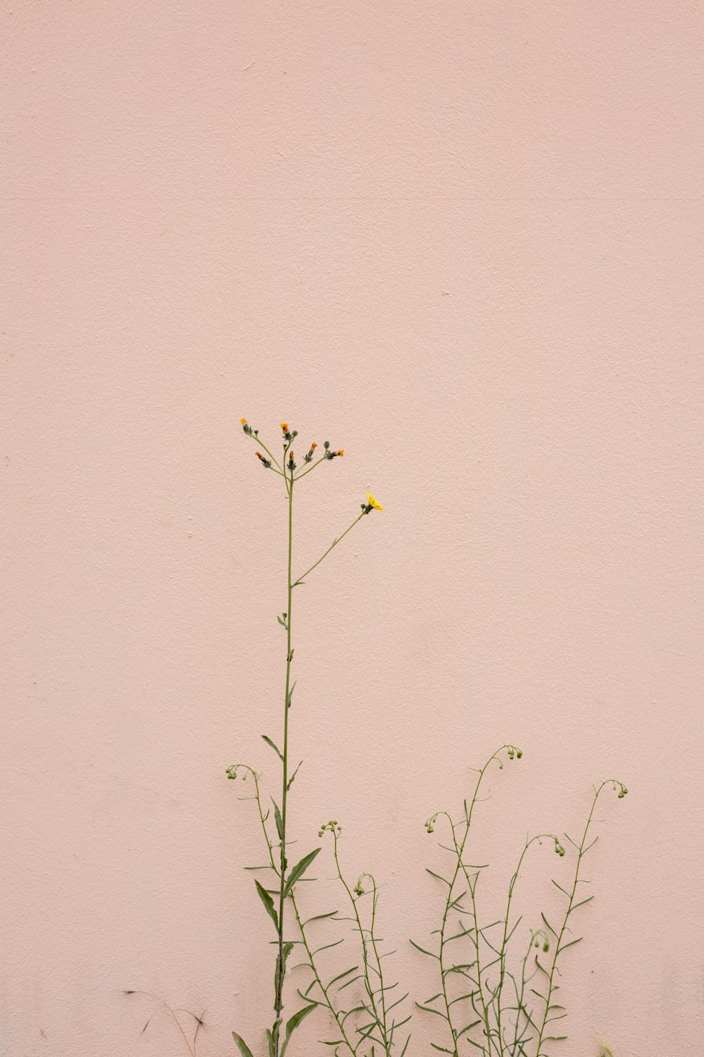 gelbe Blume an brauner Wand