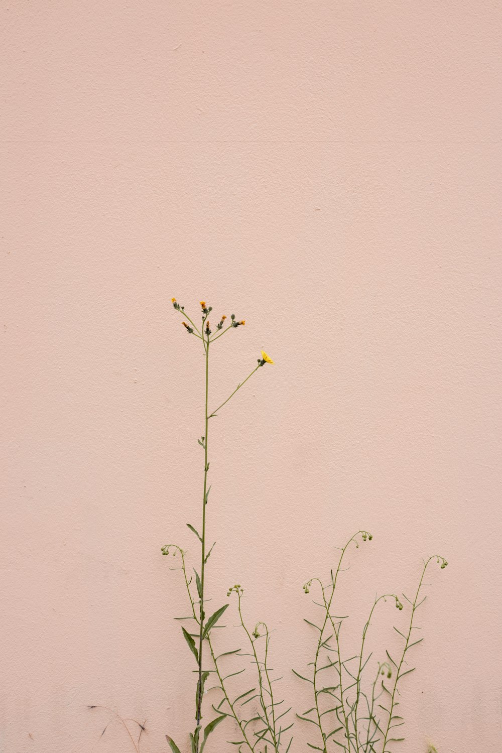 yellow flower on brown wall