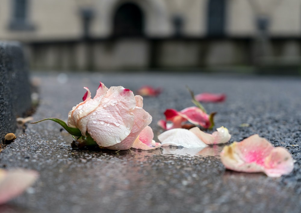 pétalos rosados y blancos en el suelo