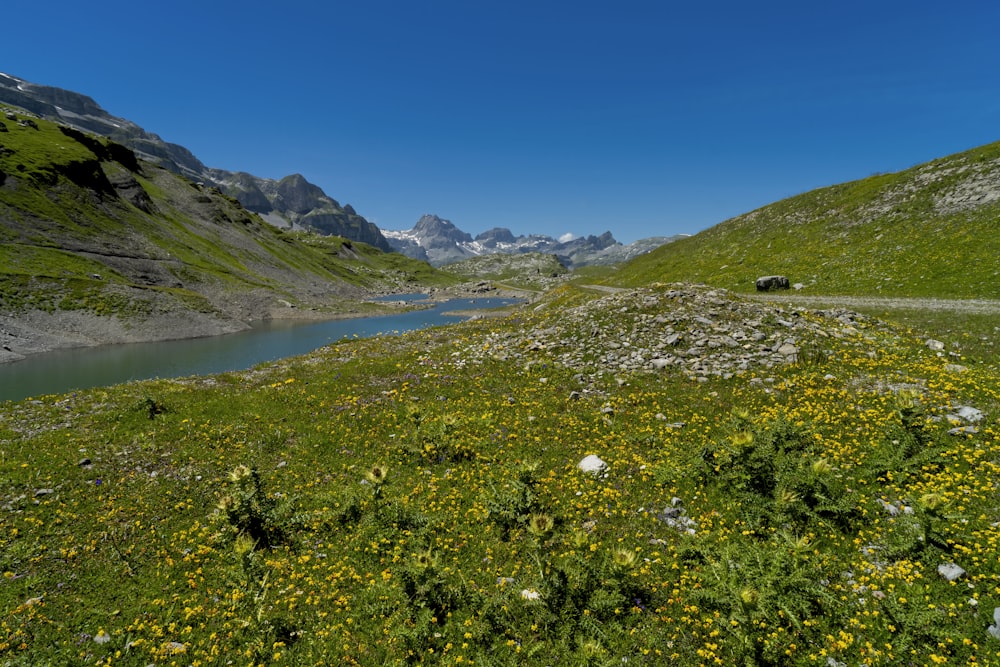 green grass field near lake under blue sky during daytime