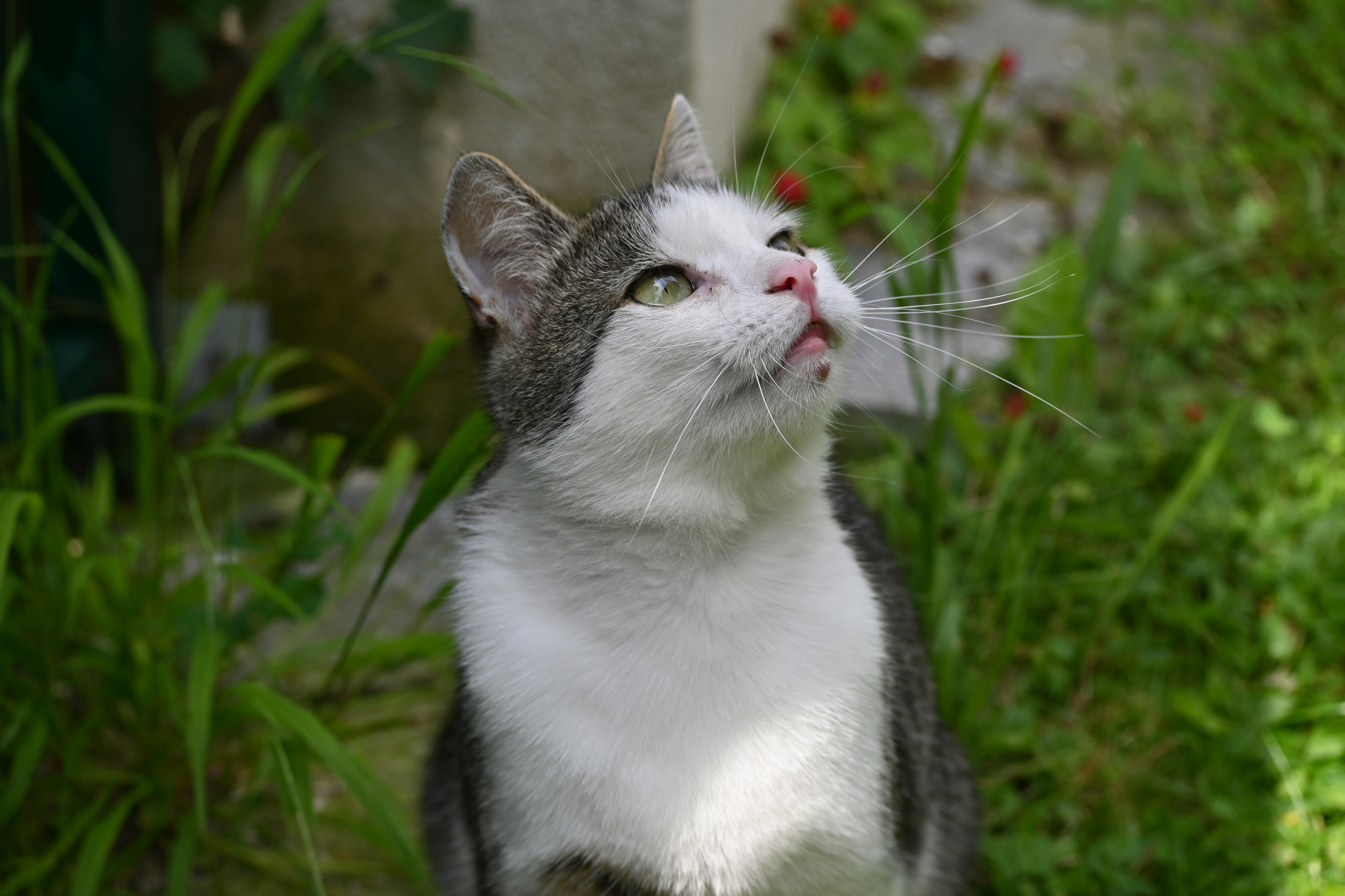 white and black cat on green grass