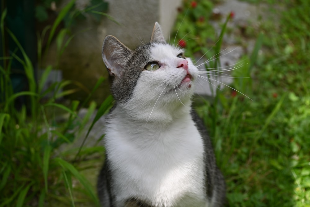 white and black cat on green grass