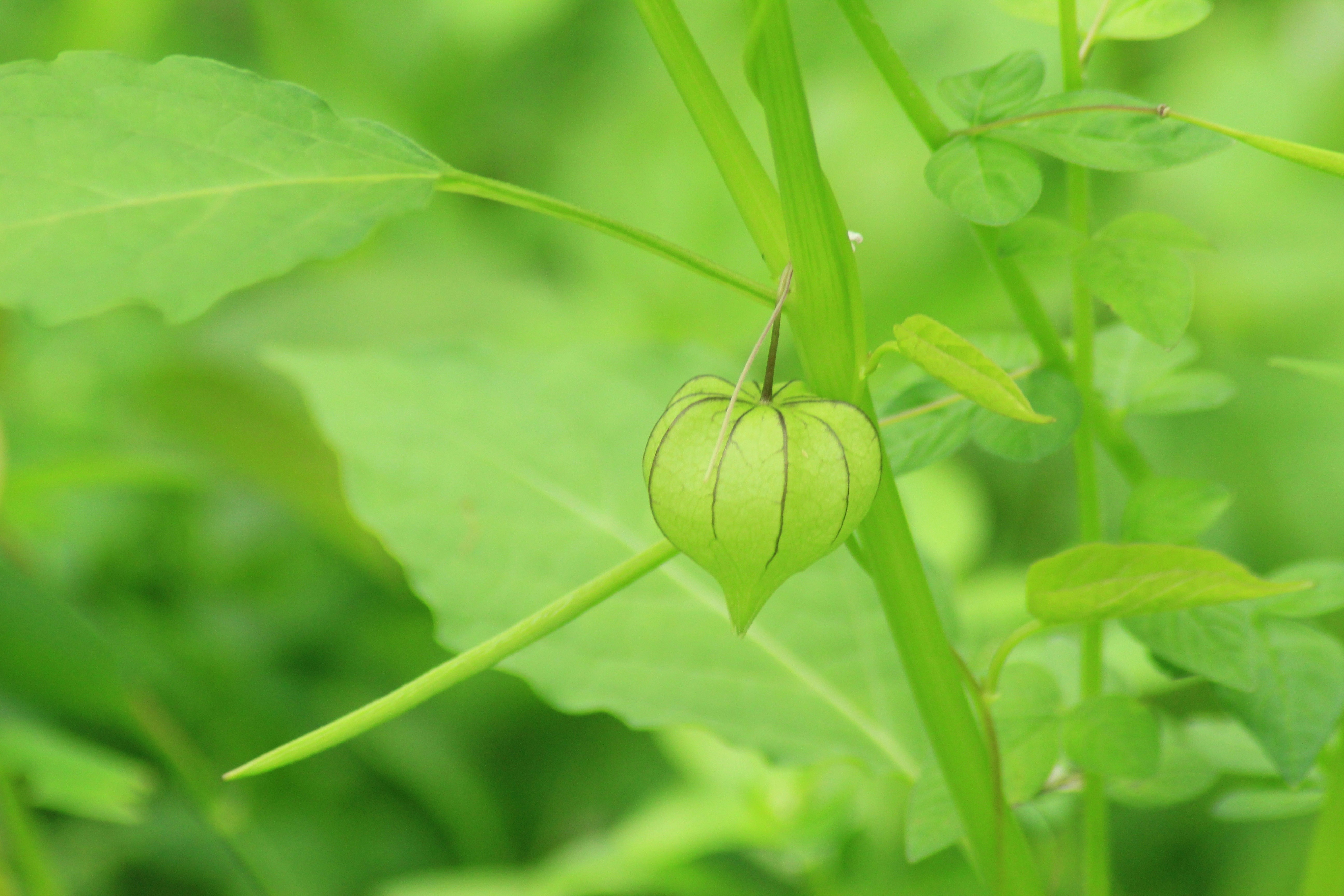 Photo by sholystanly