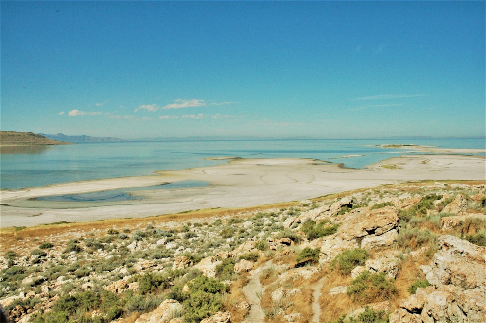 green grass on brown sand near body of water during daytime