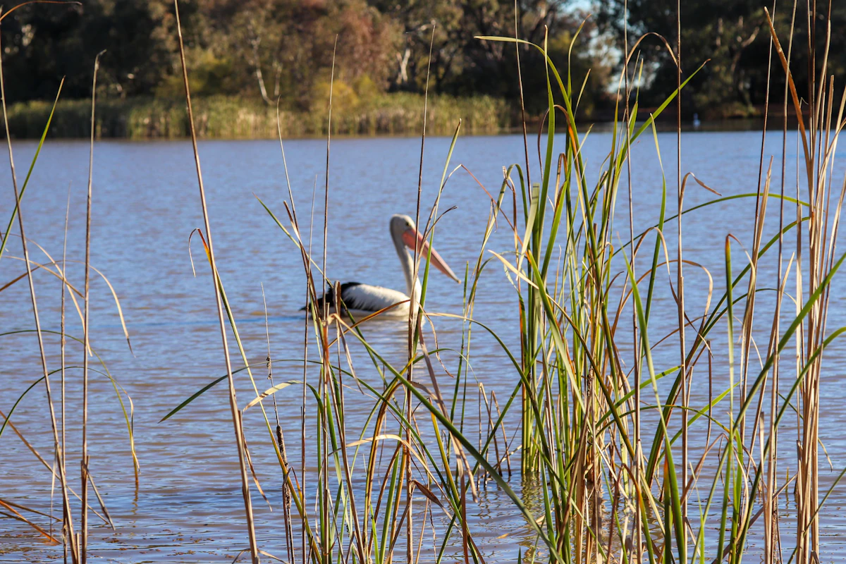Danube Delta (Tulcea) on the Danube