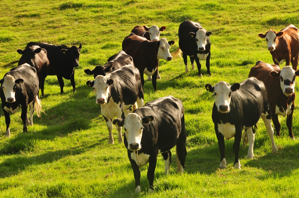 昼間の緑の芝生の牛の群れ