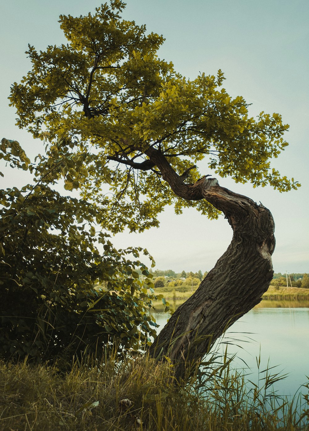 green tree near body of water during daytime