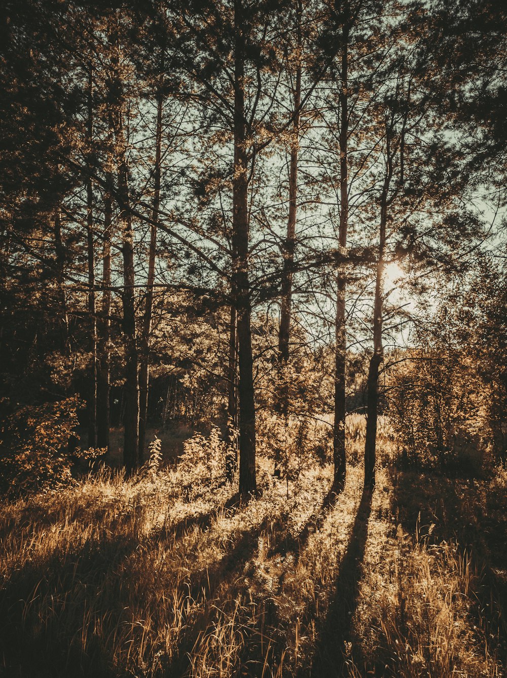 brown trees on brown grass field during daytime