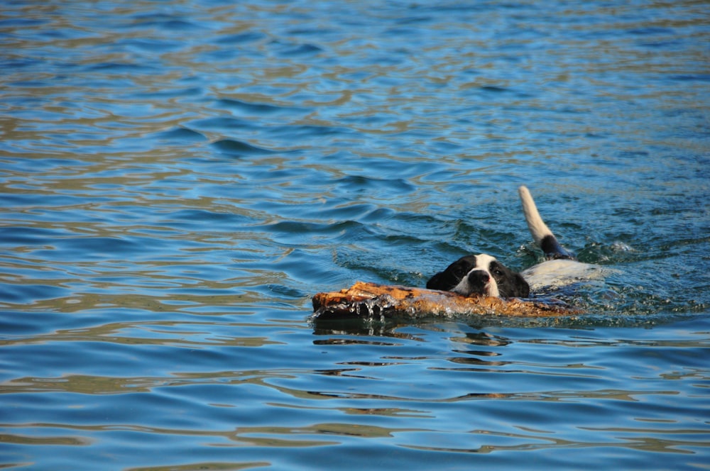 black and white short coated dog on water during daytime