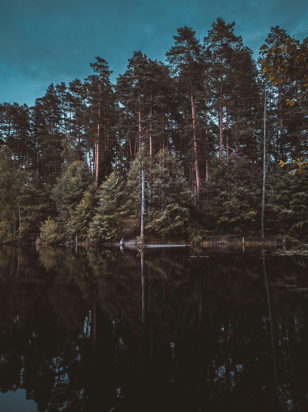 green trees beside body of water during daytime