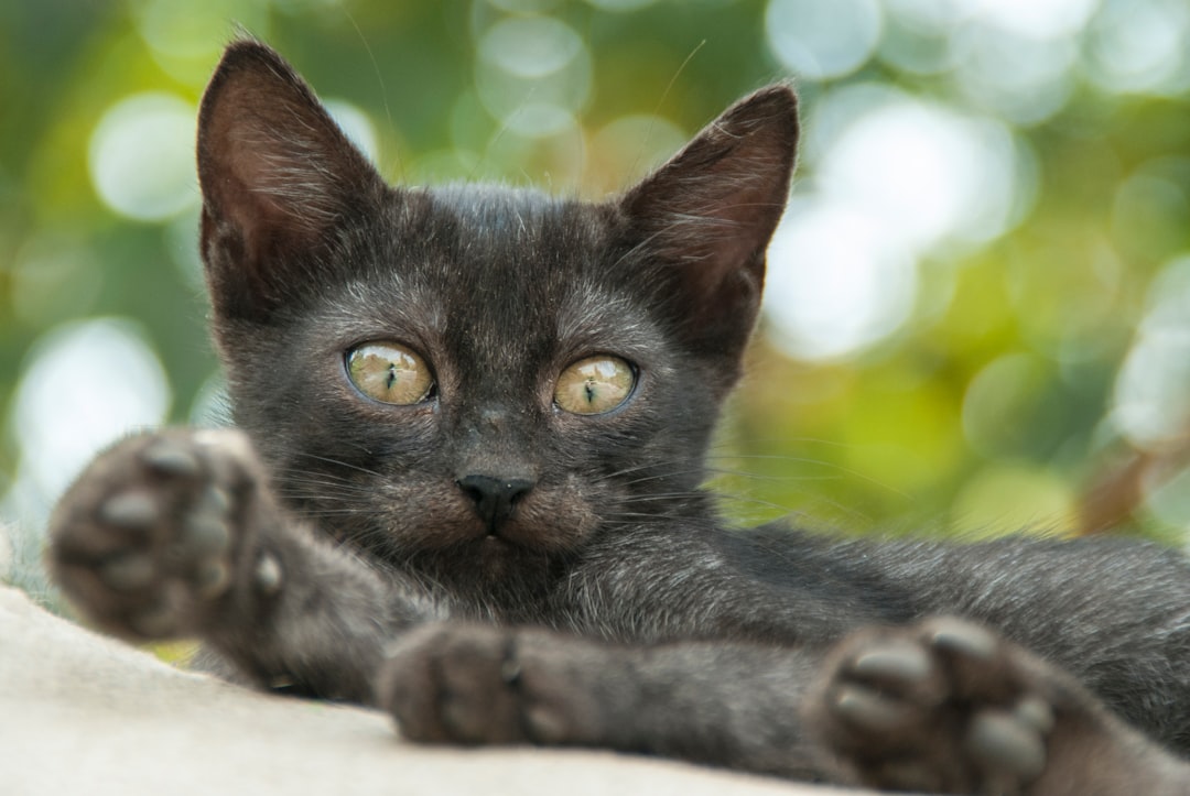 black cat on white textile