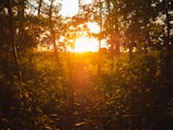 Golden sunlight filtering through the lush canopy of a cacao farm at dawn.
