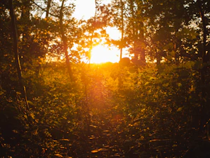 Golden sunlight filtering through ancient trees in a quiet Irish forest