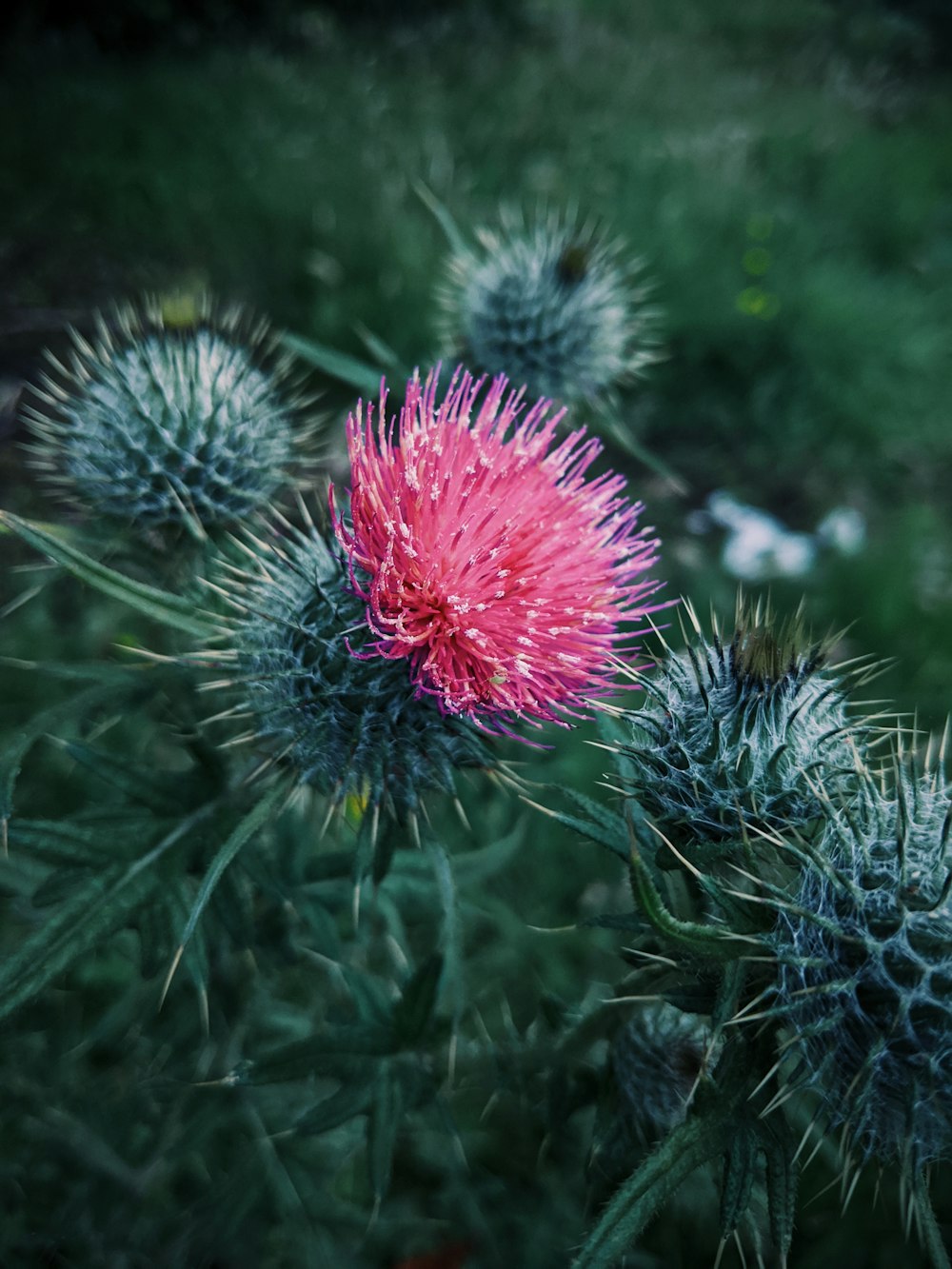 pink and green flower in tilt shift lens