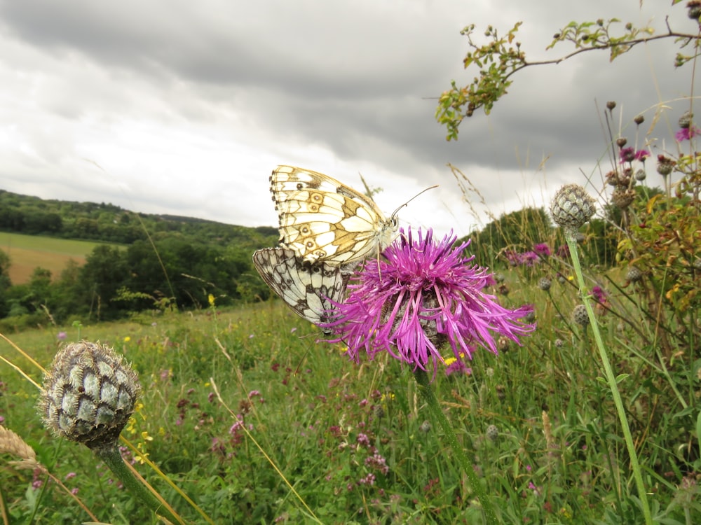 brown and white butterfly on purple flower during daytime